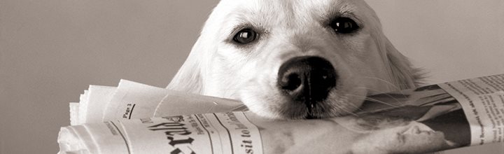 headerbild